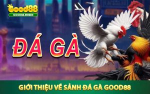 Giới thiệu về sảnh đá gà Good88