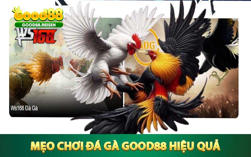 Mẹo chơi đá gà Good88 hiệu quả