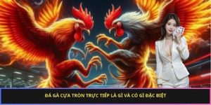 Đá gà cựa tròn trực tếp