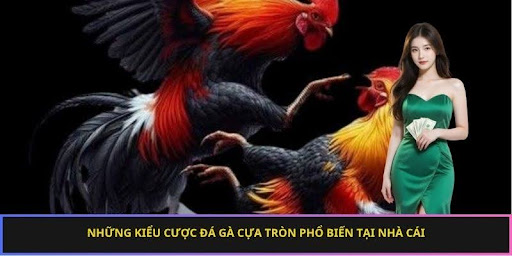 Những kiểu đá gà cựa tròn phổ biến tại nhà cái
