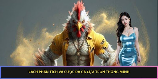 Cách phân tích và cược đá gà cựa tròn thông minh